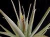 Aloe vera syn. barbabensis b.JPG